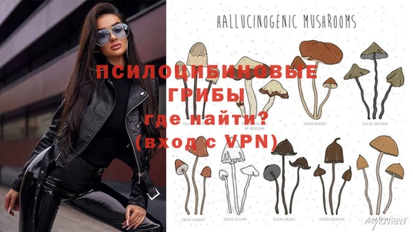 apvp Алзамай